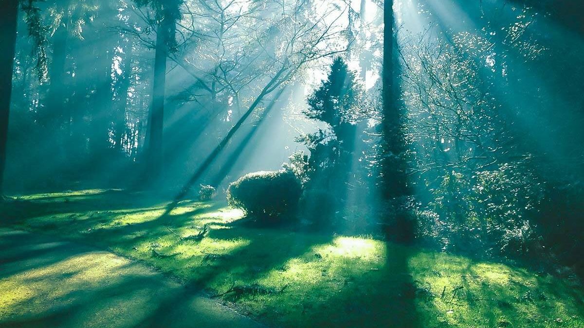 A forest with sun shining through the trees.