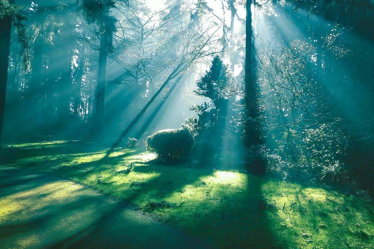 A forest with sun shining through the trees.