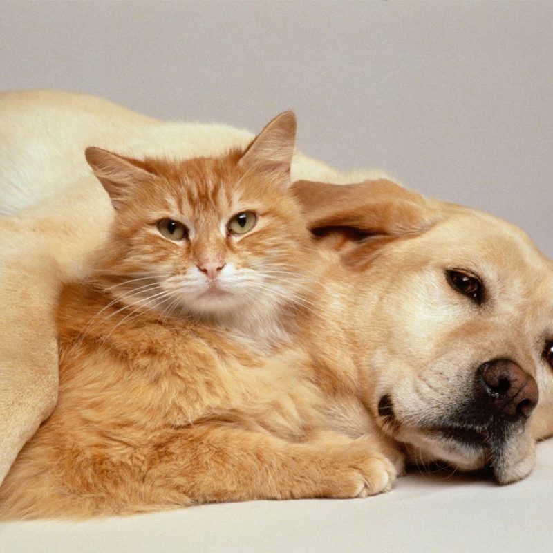 A cat and dog laying next to each other.