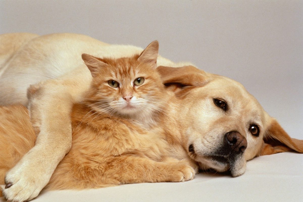 A cat and dog laying next to each other.